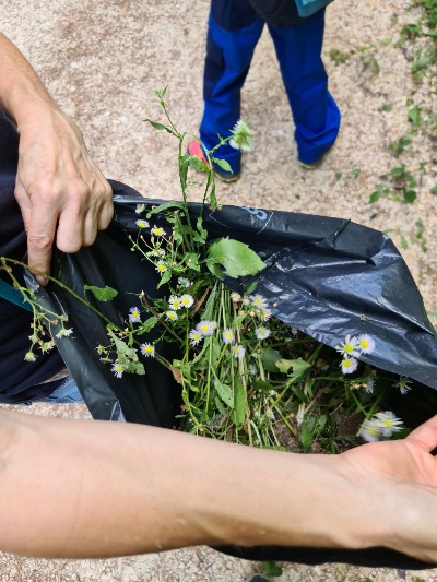 Das Berufskraut wird Fachmännsich eingesammelt und entsorgt